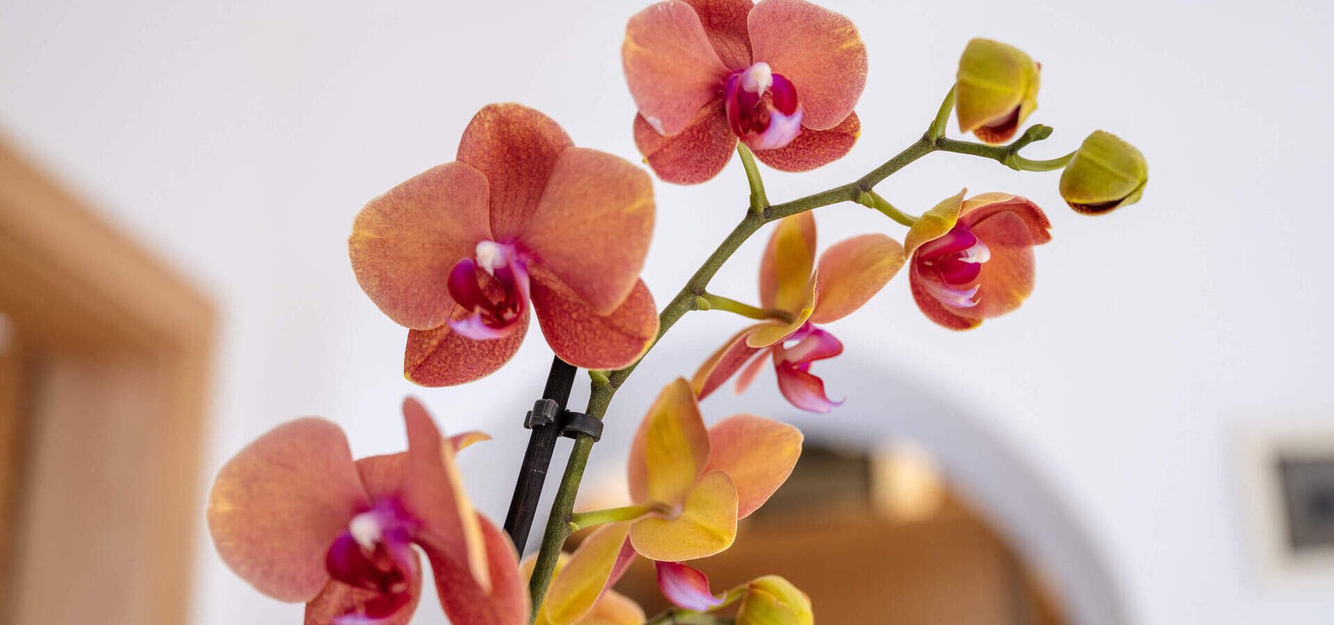 dorf tirol 39 dorf tirol 39